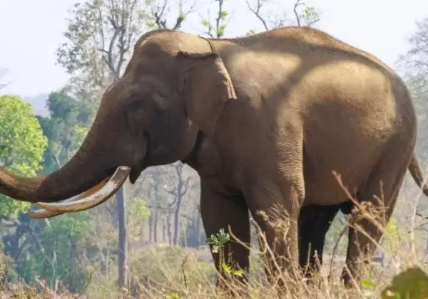 Victoire pour les animaux : l’Indonésie met fin aux balades à dos d’éléphants
