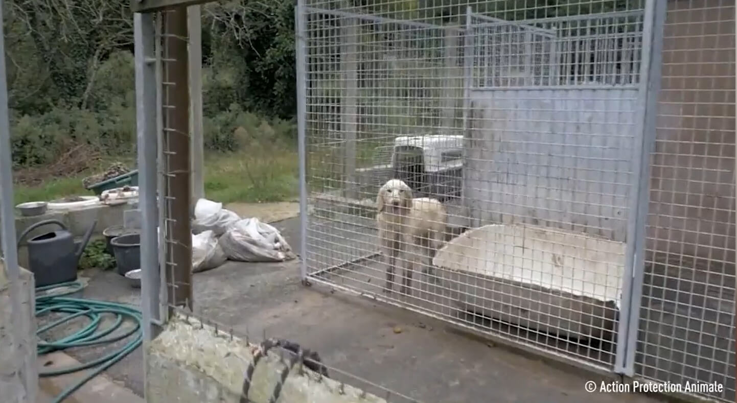 Deux influenceurs demandent la suppression de la catégorie « animaux » sur leboncoin