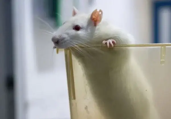 L’UE s’attaque aux tests sur les animaux pour des détergents – mais tout n’est pas rose pour autant
