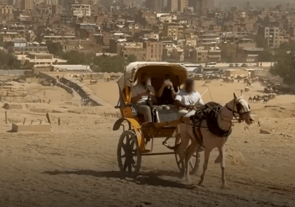2026 est l’année du cheval – saviez-vous à quel point ces animaux souffrent ?