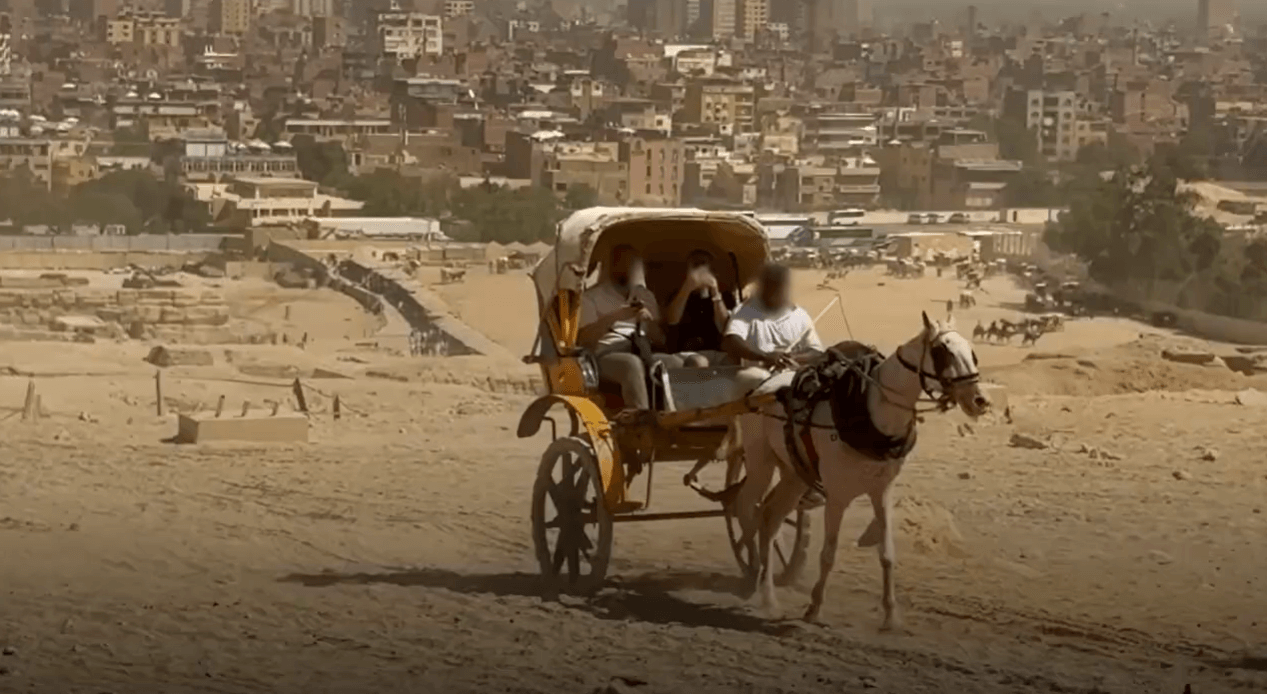 2026 est l’année du cheval – saviez-vous à quel point ces animaux souffrent ?