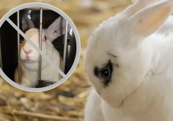 Excellente nouvelle pour les animaux et la science : un grand pas vers une feuille de route nationale pour remplacer l’expérimentation animale en France