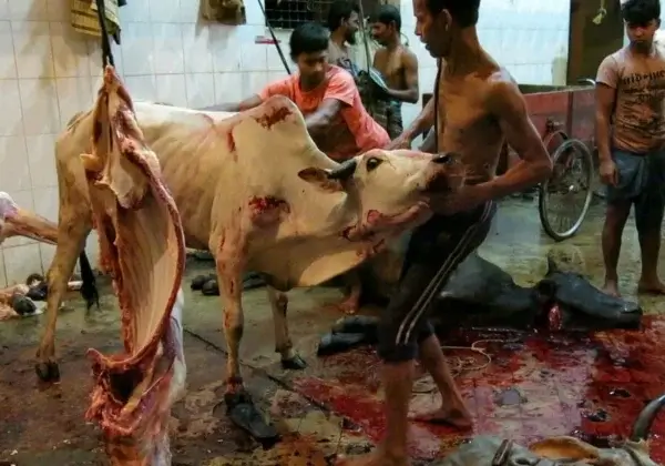 Le cuir est un coproduit (et non un sous-produit) de l’industrie de la viande. Qu’est-ce que cela signifie pour les vaches ?