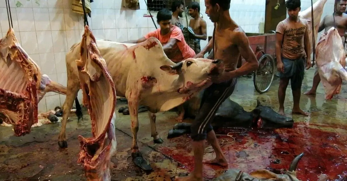 Le cuir est un coproduit (et non un sous-produit) de l’industrie de la viande. Qu’est-ce que cela signifie pour les vaches ?