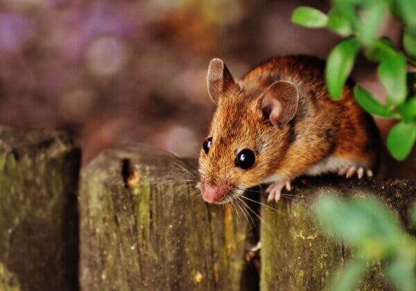Vivre en harmonie avec les souris et les rats