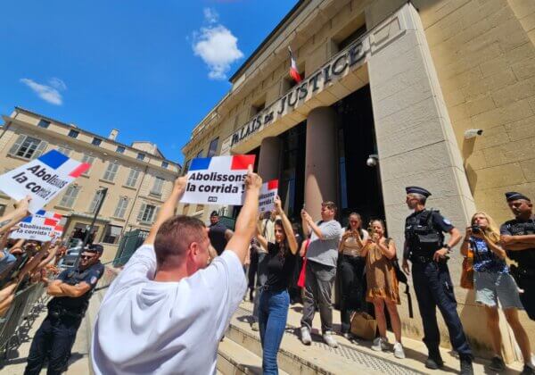 Victoire historique pour les anti-corrida : Jeremstar et les militants de PETA relaxés à Nîmes