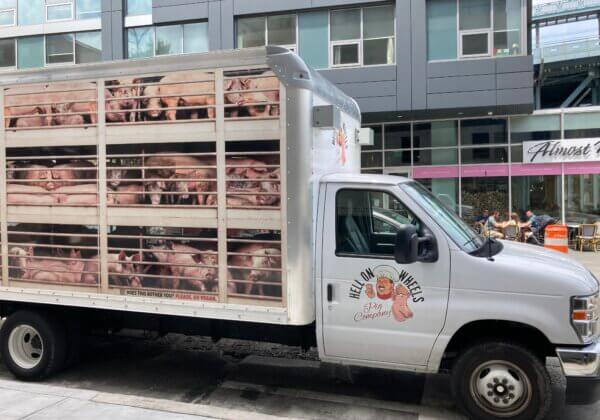 « L’Enfer mobile », le camion de PETA, exhorte le public à laisser les cochons tranquilles