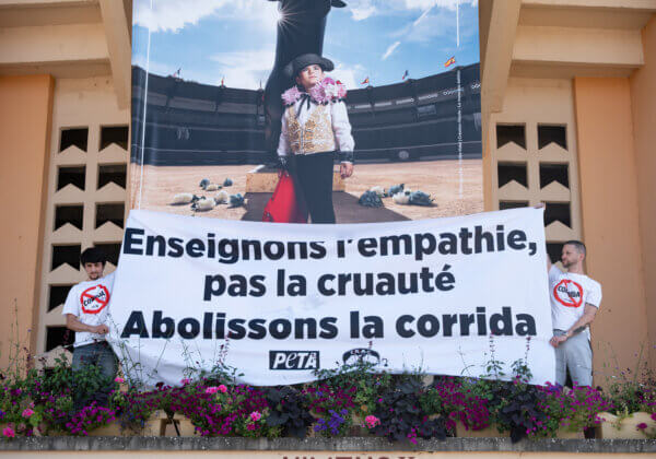À Mont-de-Marsan, des militants dénoncent l’endoctrinement pro-corrida des enfants en déployant une banderole sur les arènes