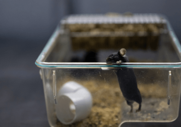 Un rapport montre des progrès en matière de tests pour les produits chimiques – mais les animaux continuent à en faire les frais